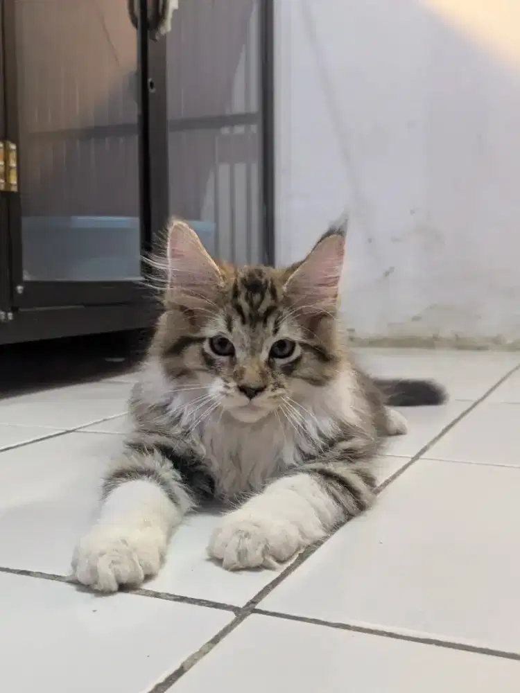 KUCING ANAK KUCING KITTEN MAINECOON BROWN TABBY JANTAN