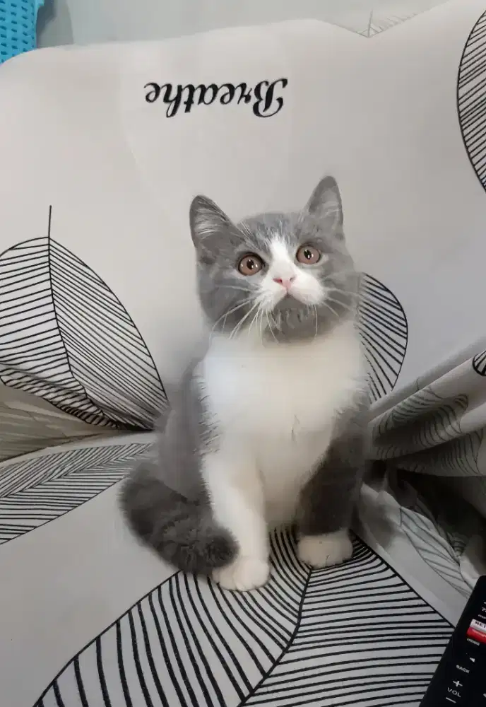 BRITISH SHORTHAIR / BSH BICOLOUR