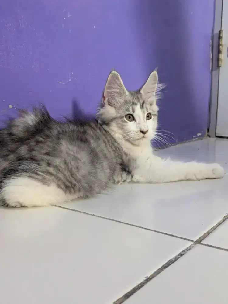 KUCING MAINECOON ANAK KUCING KITTEN MAINECOON BICO SILVER JANTAN