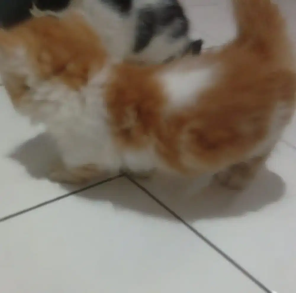 mainan hidup munckhin x Persia jantan cebol lucu
