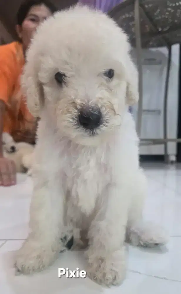Giant poodle baby jantan
