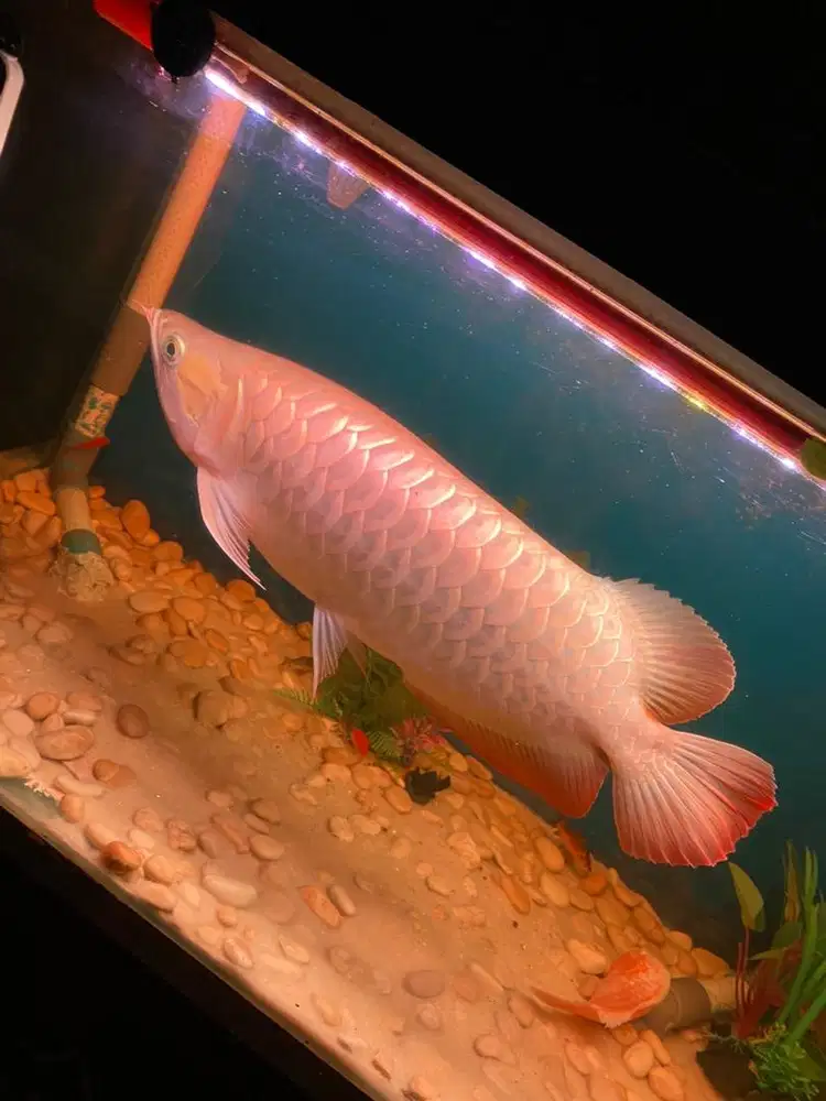ARWANA SR 40CM jumbo