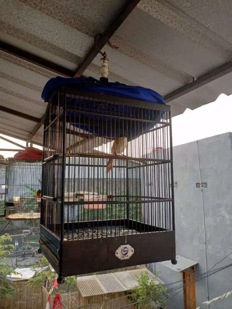 Burung Pentet Cendet Rawatan