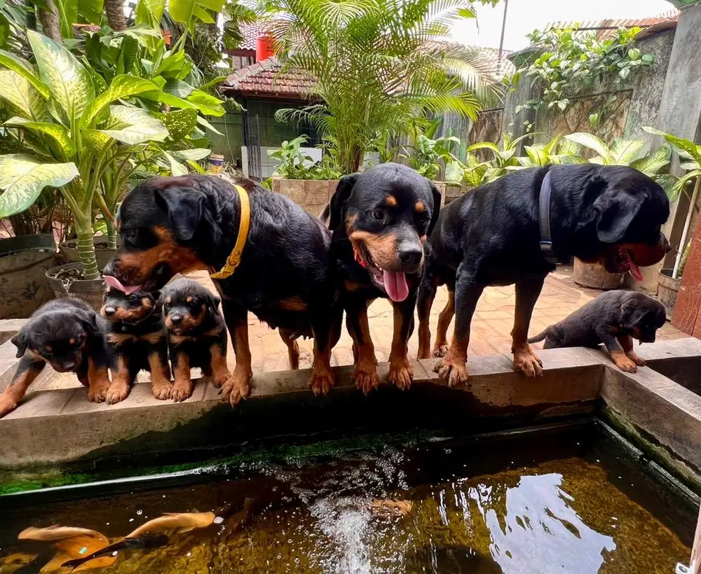 Puppies Rottweiler