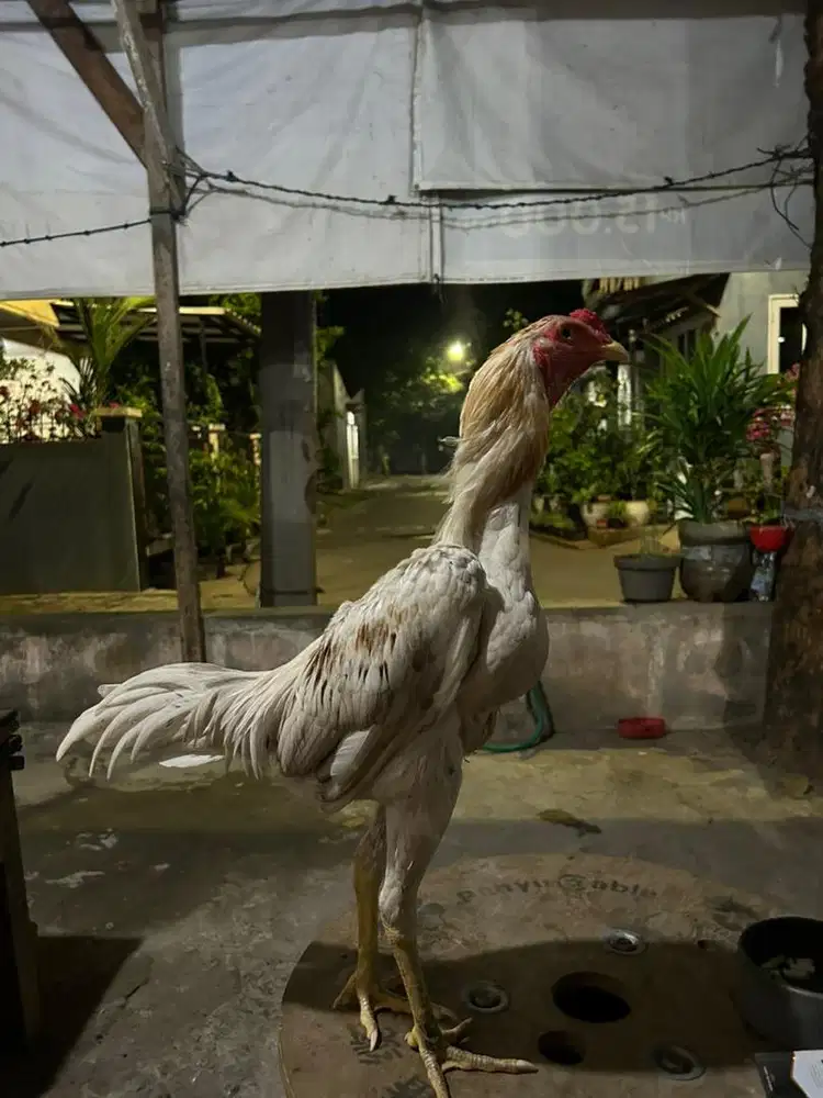 Ayam bangkok x plucker