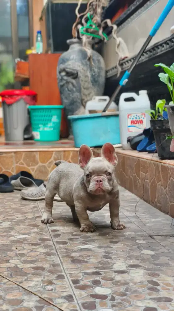 French bulldog puppies male