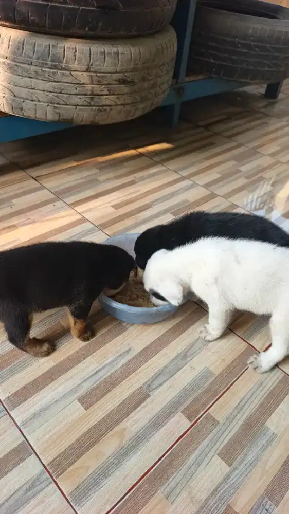 Anak anjing umur 1 bulan