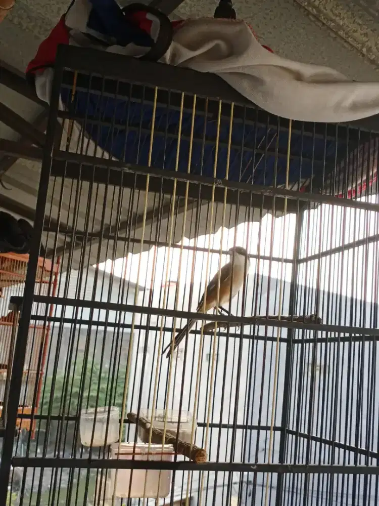 Burung Pentet Cendet Rawatan