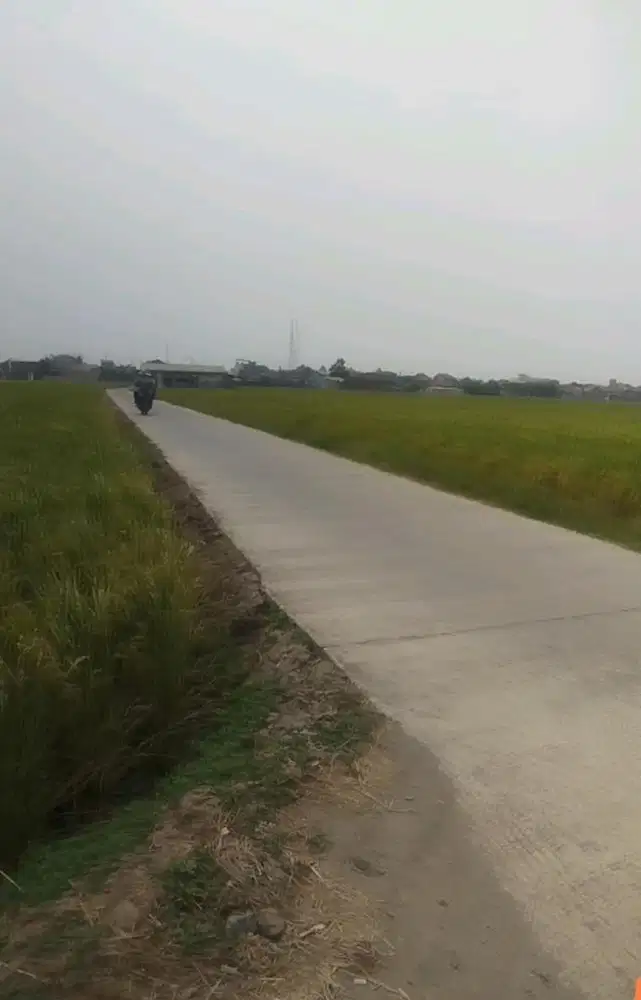 Dijual sawah luas 18.970 M2 di desa mulyasari kec. Pamanukan