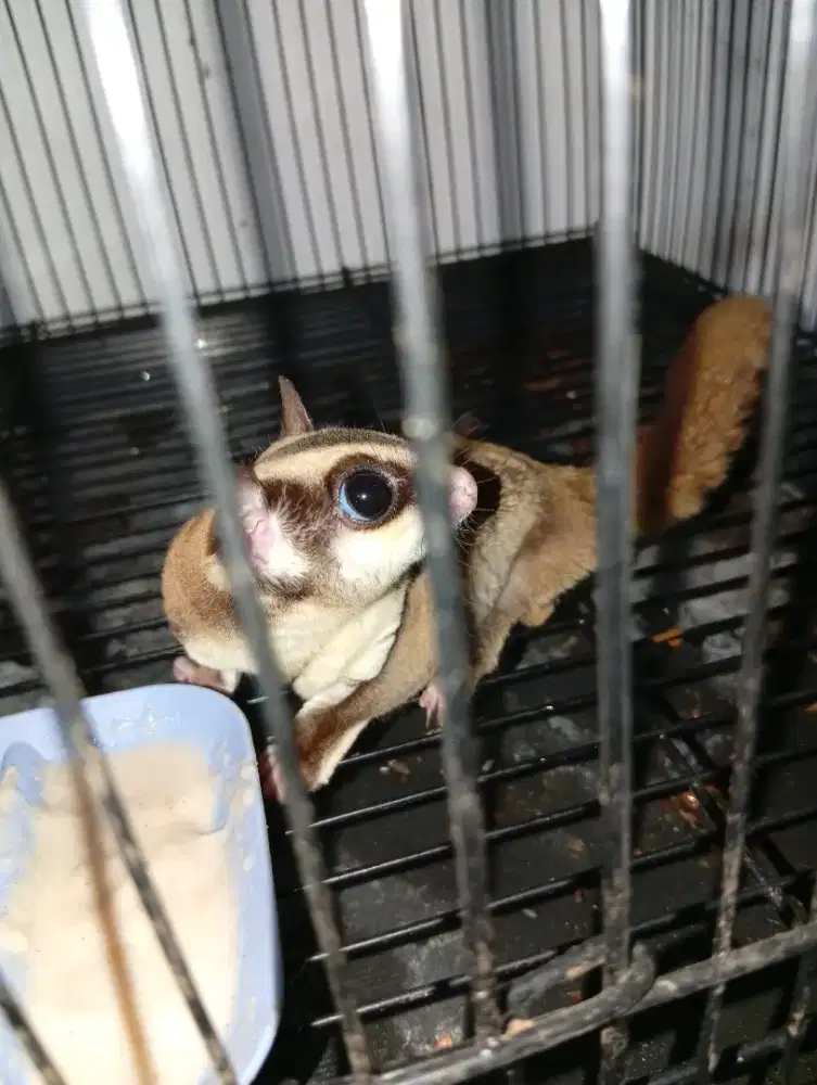 Sugar Glider jantan