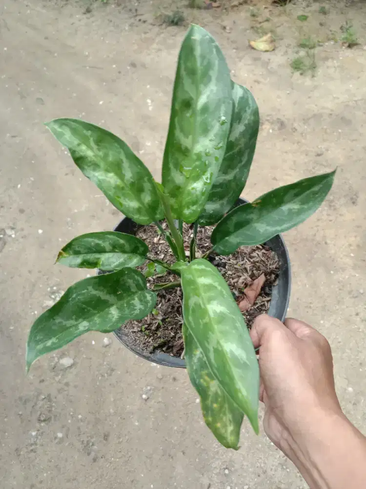 Tanaman Hias Aglaonema