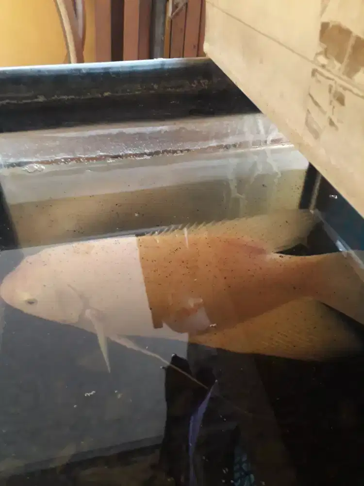 Ikan gurame hias