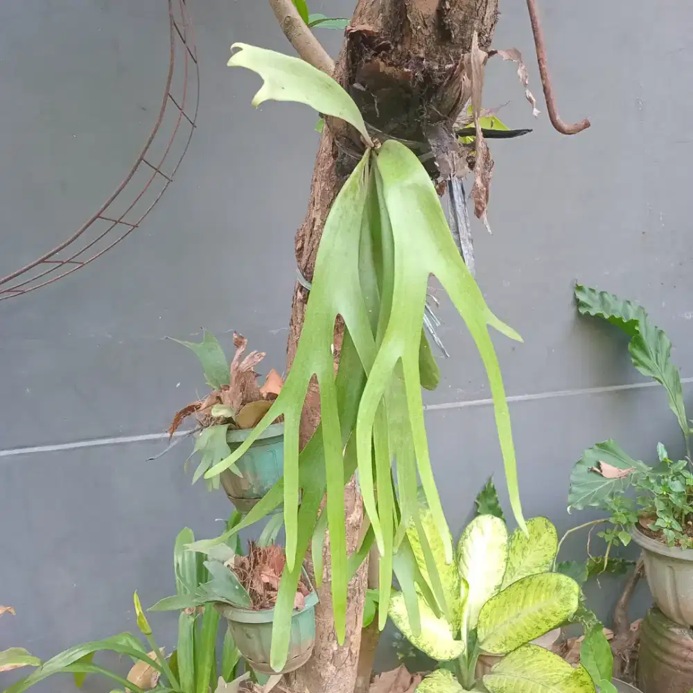 Tanaman hias tanduk rusa