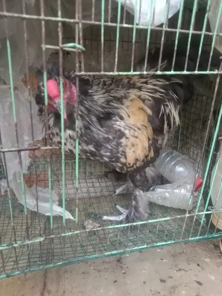 Ayam hias brahma jantan muda