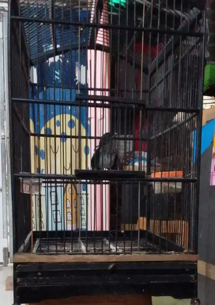 Kacer daput Trotol Mandiri