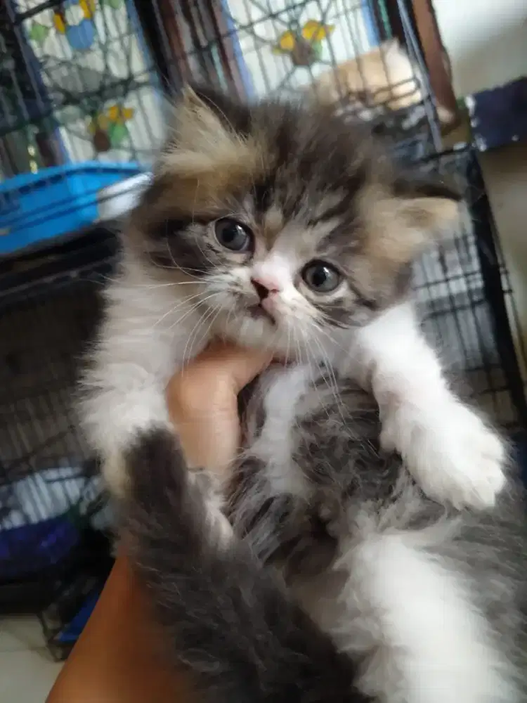 Kitten Persia jantan