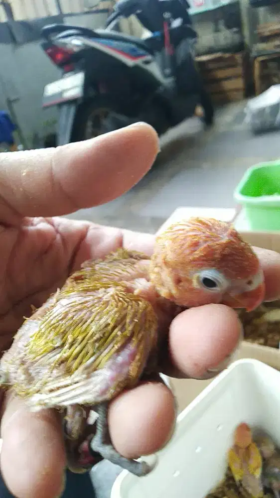 Dijual anak lutino mata hitam umur 3 minggu jalan