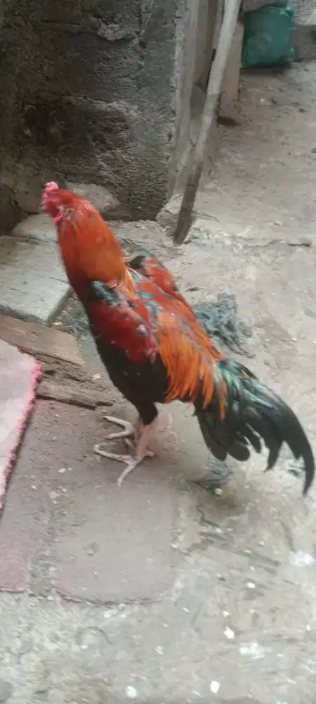 Jual cepat ayam bangkok brakout koygoun jangaran