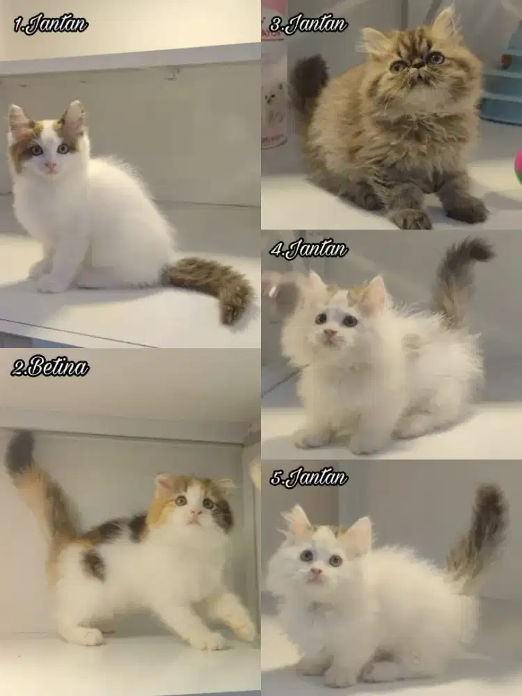 kucing kitten anakan anggora persia ragdoll himalaya mainecoon