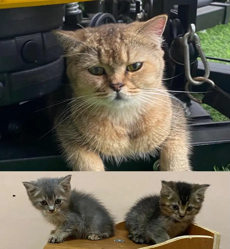 Kucing BSH Mixdom