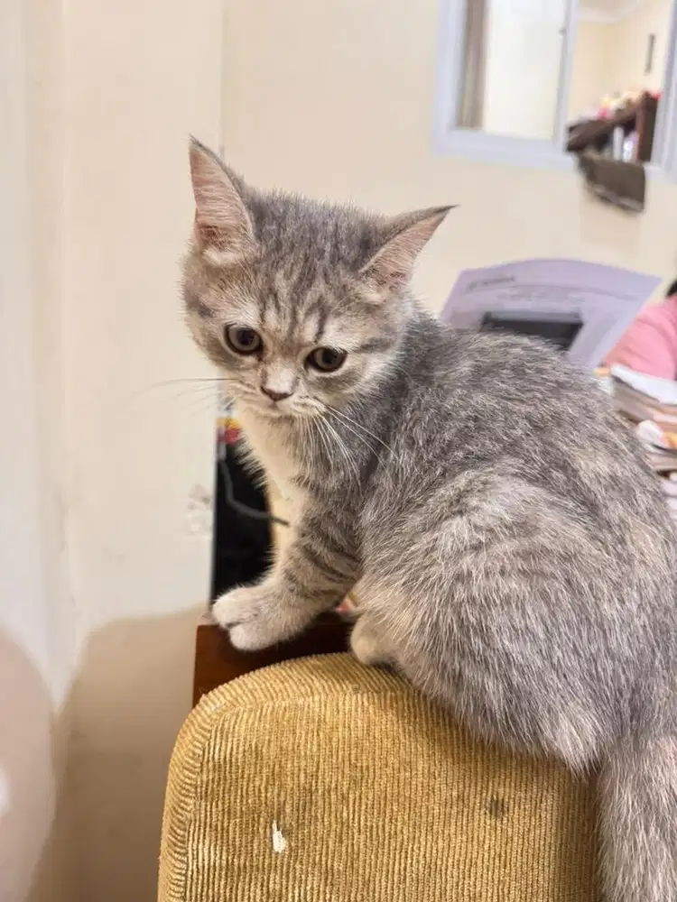 BSH Blue Tabby Kitten