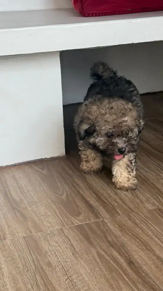 Poodle baby 3bulan