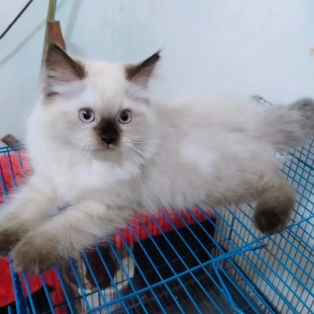 Kitten himalaya sealpoin