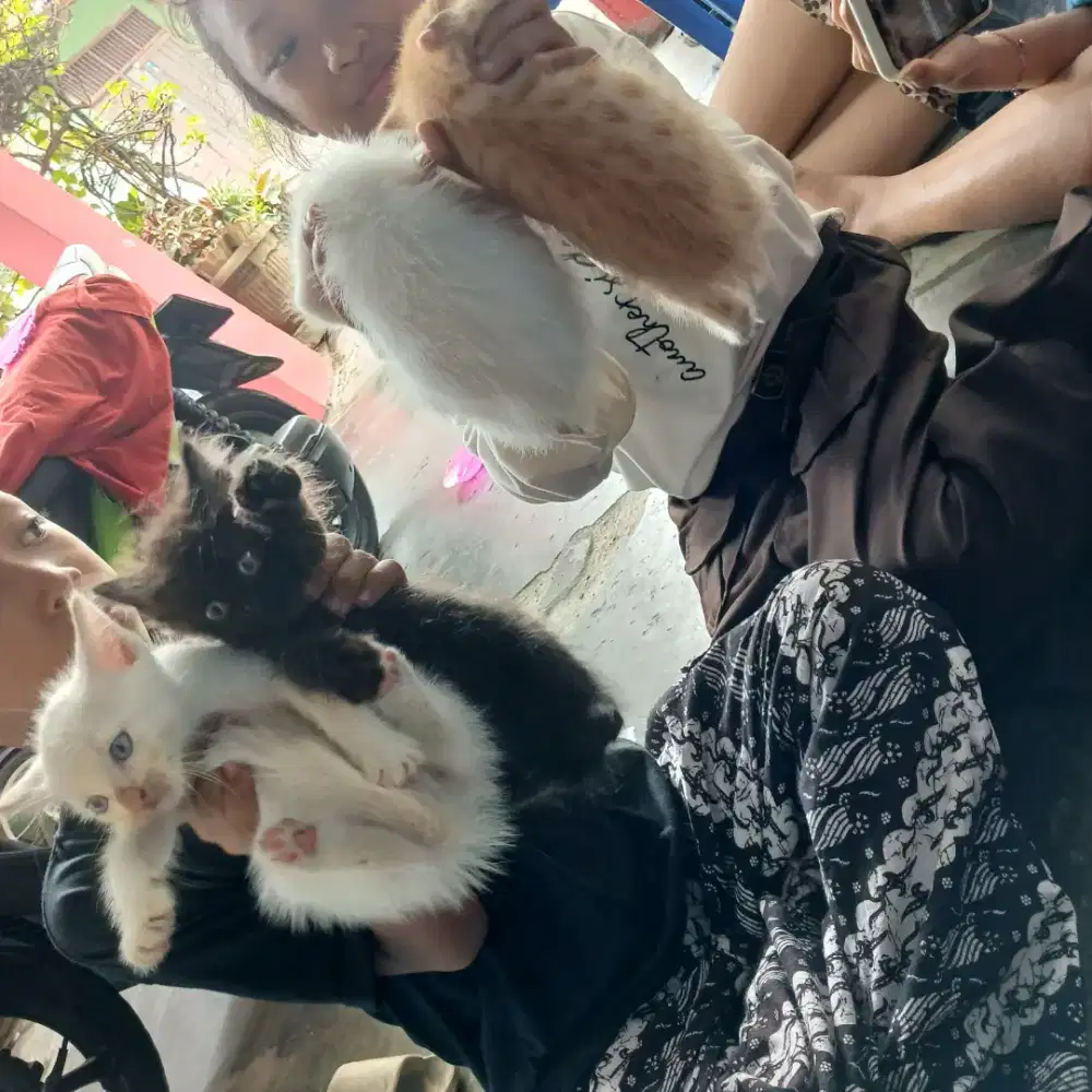 Anak kucing 1bulan masih lucu2