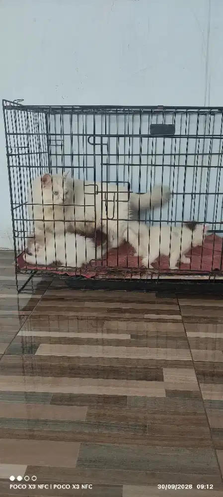 Open adop ragdoll blue eyes