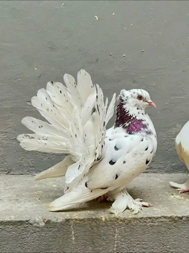 Merpati Hias Kipas