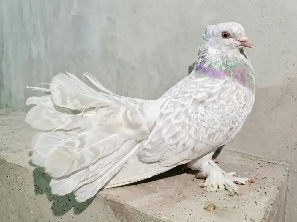 Merpati Hias Kipas