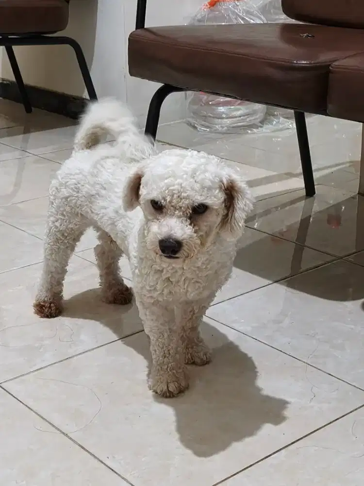 [BISA NEGO] Dijual Anjing Bichon Frise Stambum Jantan Pinter Lucu