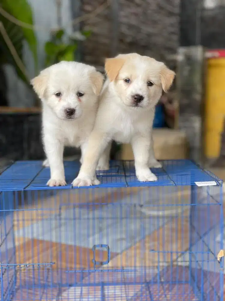 Golden mix betina