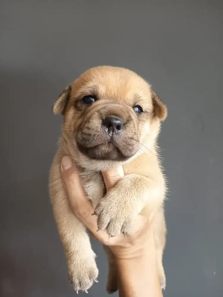 Anakan anjing lucu