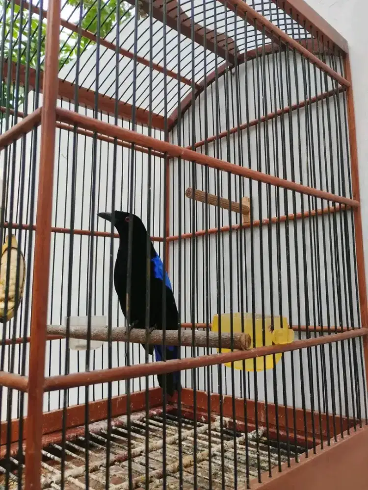 Ikut jual burung cucak biru pastol gacor