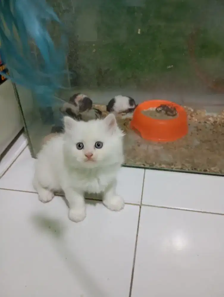 Kucing Persia longhair