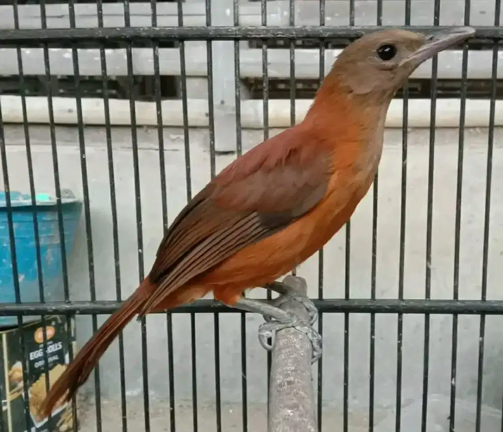 Ikut jual burung cucak emas papua jinak dan gacor