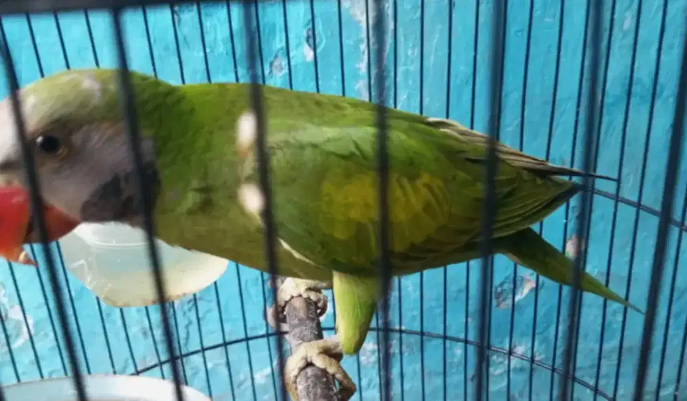 LOVEBIRD JAWA JOSAN JINAK TOTAL POSTUR GEDE KTP JANTAN 1,5 NET