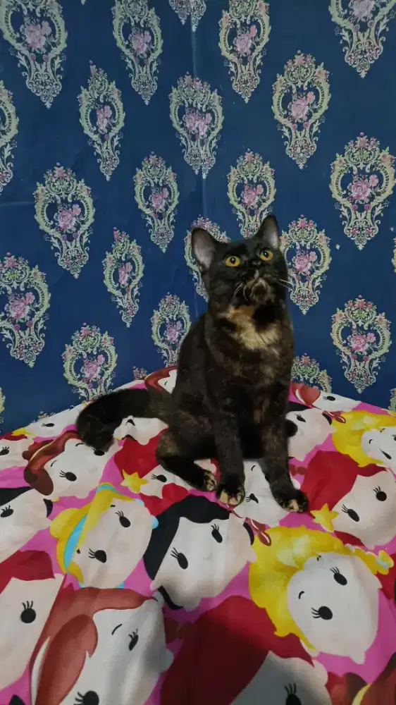Kucing Persia calico