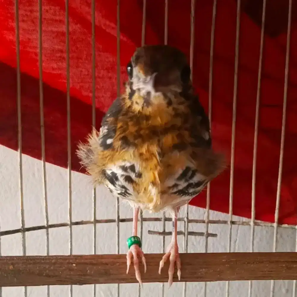 Ikut jual burung anis kembang trotol jantan balajar bunyi