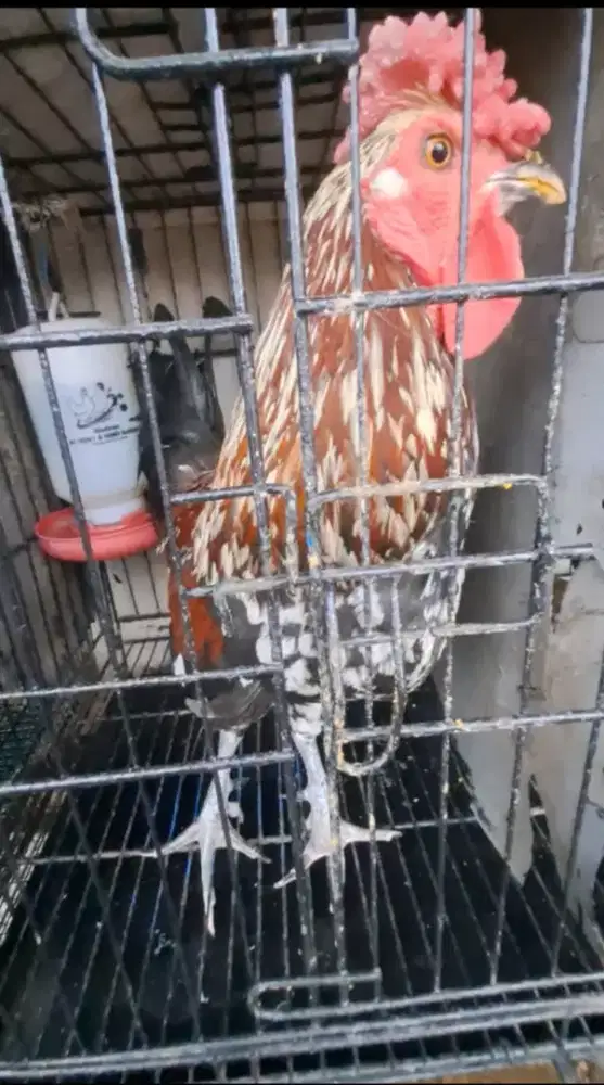 Ayam ketawa jantan