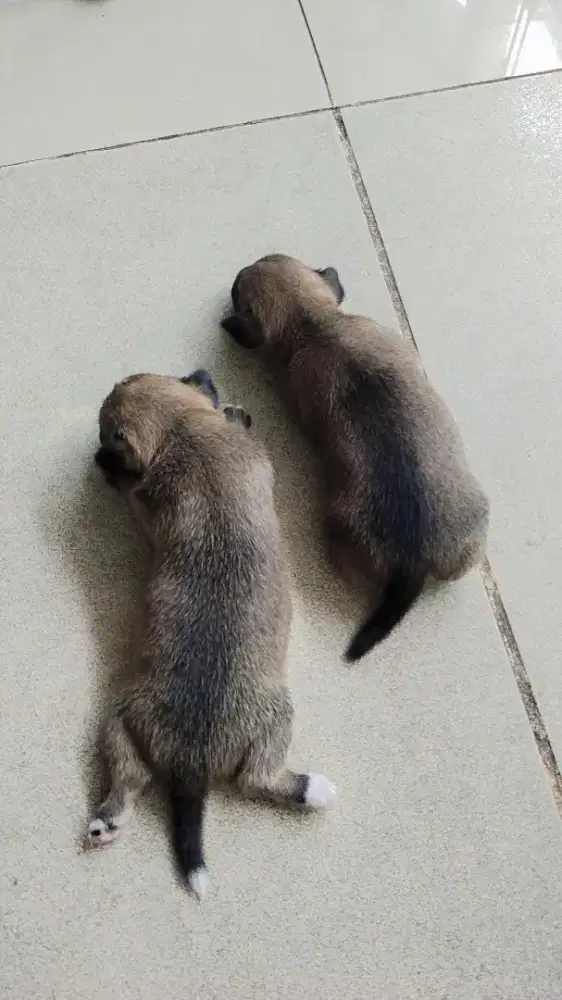 DIJUAL 2 ANAK ANJING CHIHUAHUA
