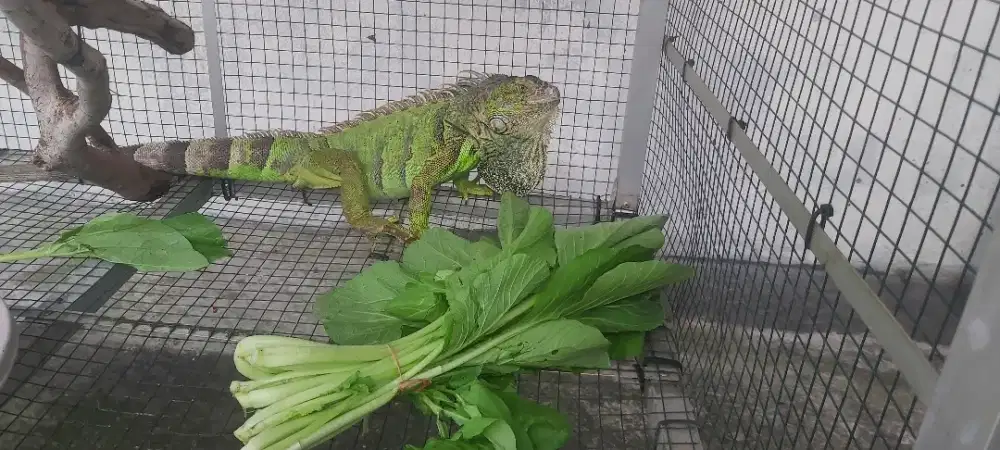 Reptil Iguana hijau
