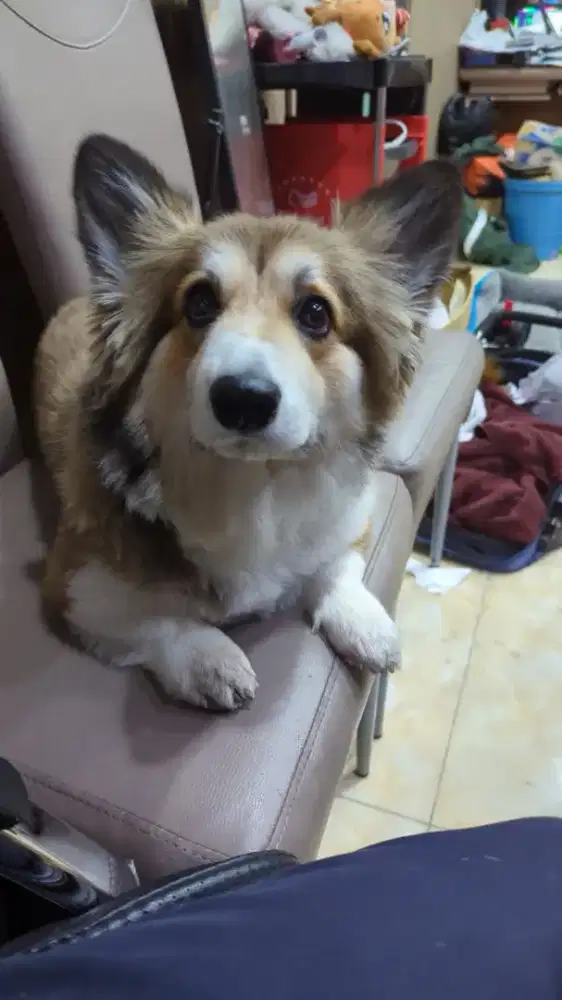 Corgi Long Hair Betina 5 Tahun
