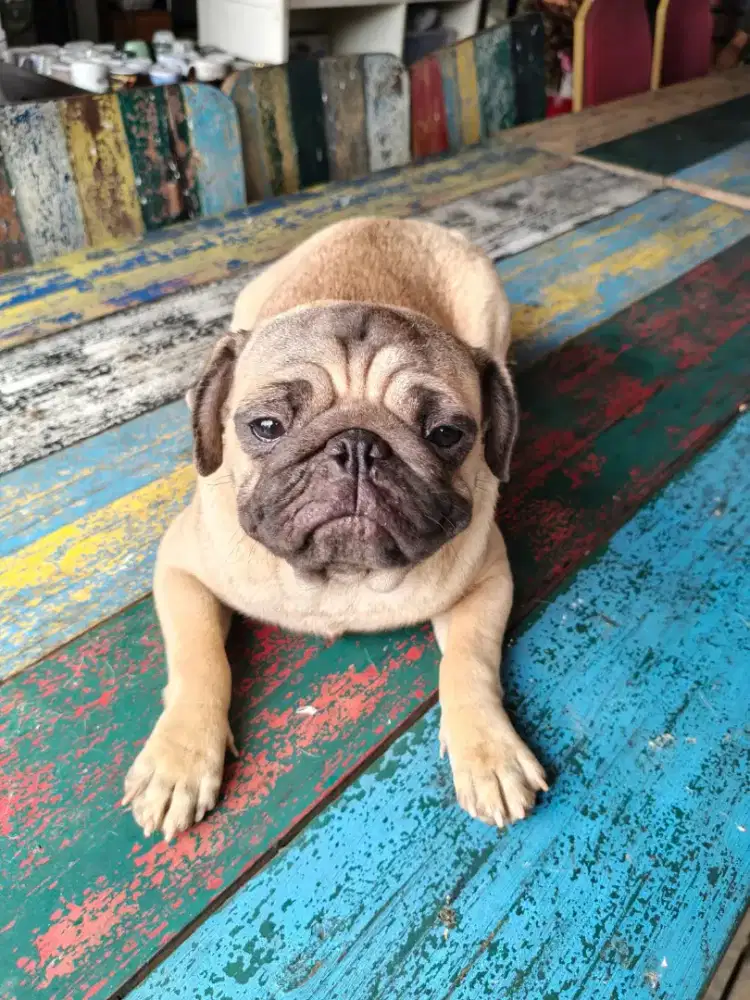 Pug Jantan Anakan 1 Tahun