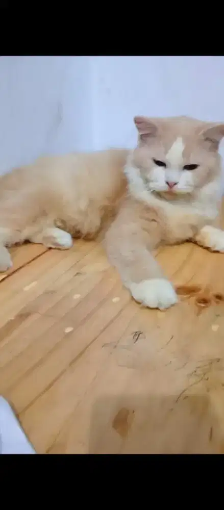 Kucing persia oyen