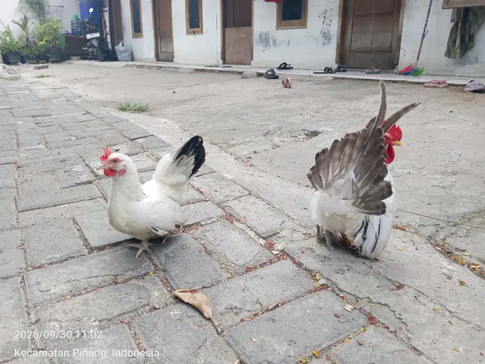 Chabo black tail sepasang