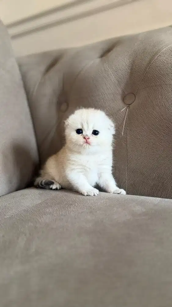 Scottish fold betina silver kitten anak import