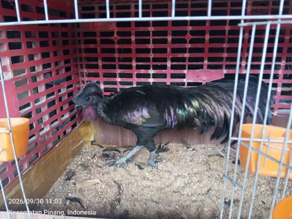 Bekisar Cemani metalik