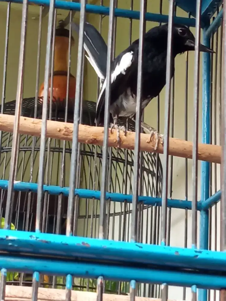 Burung Kacer Bonus Kandangnya